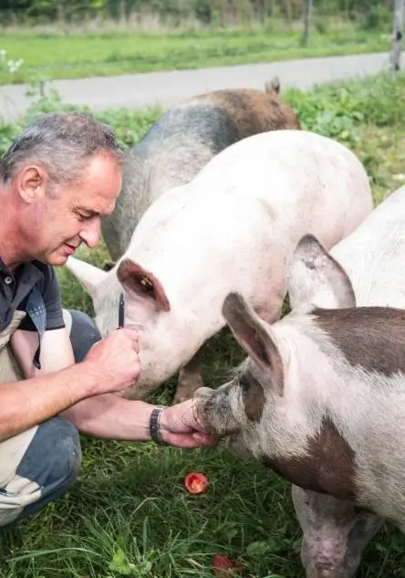Markus Dettwiler umsorgt seine Schweine liebevoll und achtsam Die Farnsburg - фото 68