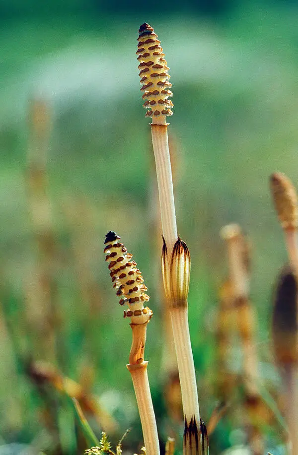 Sporentrieb des Ackerschachtelhalms im Frühjahr oben die Kieselsäure ist - фото 11