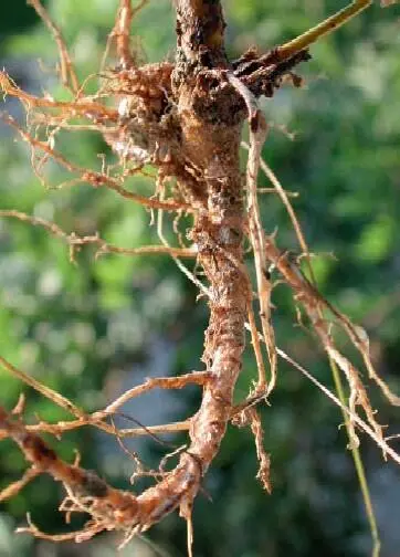 Die Wurzel ist braunrötlich gefärbt Die Frucht ist eine unbehaarte Hülse mit - фото 252