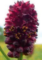 Großer Wiesenknopf Gewöhnliche Fichte - фото 95