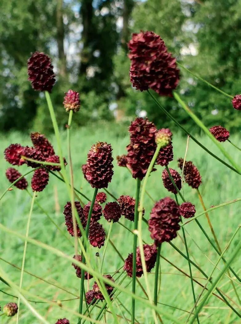 Standort Der Große Wiesenknopf kommt vor allem in feuchten oder nassen Wiesen - фото 178