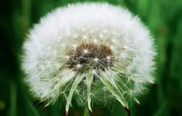 Der Fruchtstand ist die typische Pusteblume Die Wurzel ist fleischig und weiß - фото 195