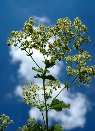 Der Blütenstand verzweigt sich vielfach Die Blüten haben keine Blütenkrone - фото 123