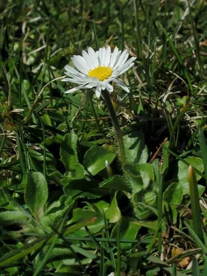 Standort Das Gänseblümchen wächst im Zierrasen in nährstoffreichen Wiesen und - фото 128