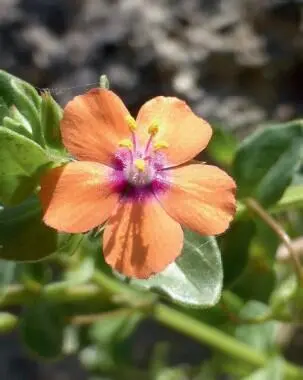 Die Blüte hat fünf behaarte Staubblätter im Zentrum Die Anordnung der Blätter - фото 201