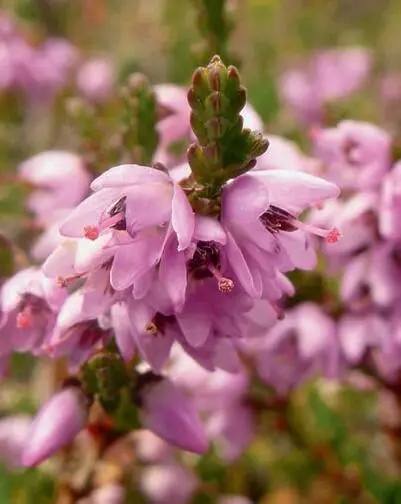 Der violette Kelch ist fast doppelt so lang wie die ebenso violette Krone Die - фото 140