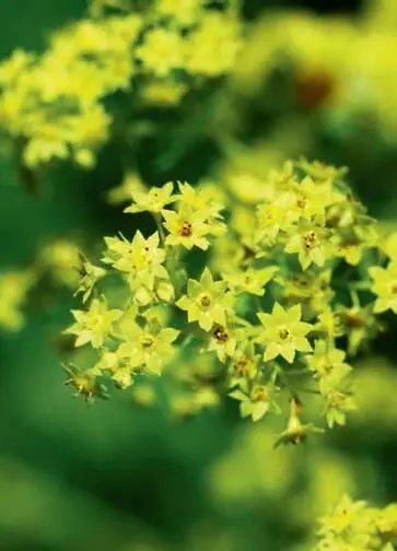 Die Blüten haben keine Blütenkrone sondern nur gelbliche Kelchblätter Die - фото 124