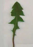 WiesenLöwenzahn Gewöhnliche Wegwarte - фото 50