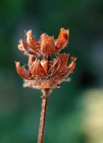 In den trockenen Kelchen lagern im Herbst die Früchte Der Stängel ist - фото 161