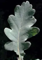 StielEiche WiesenLöwenzahn Gewöh - фото 49