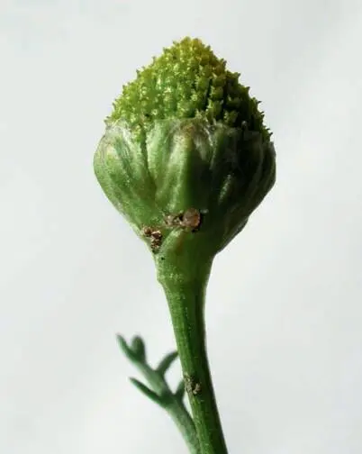 Die Blütenköpfe sind kegelförmig Die Hüllblätter haben einen breiten Hautrand - фото 229