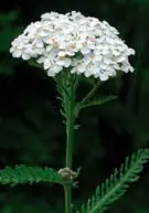 WiesenSchafgarbe Gänseblümchen Echte Kamille - фото 84