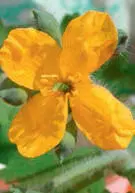 Schöllkraut GänseFingerkraut Wies - фото 61