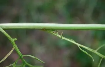 Die Stängel sind kahl 1 Die ganze Pflanze riecht stark aromatisch nach - фото 245