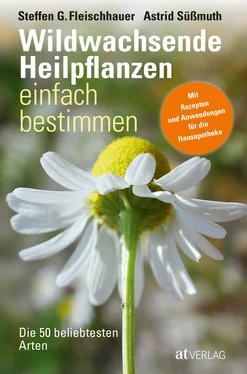 Steffen Guido Fleischhauer Wildwachsende Heilpflanzen einfach bestimmen - eBook обложка книги