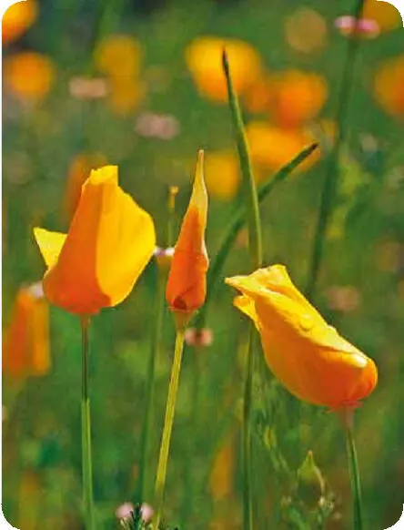 Die orangefarbenen Blütenblätter des Kalifornischen Mohns öffnen sich - фото 6