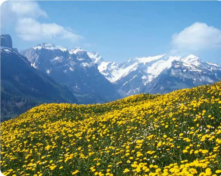 Löwenzahn entsorgt den im Gewebe eingelagerten Müll der - фото 21