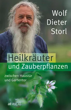 Wolf-Dieter Storl Heilkräuter und Zauberpflanzen zwischen Haustür und Gartentor - eBook обложка книги
