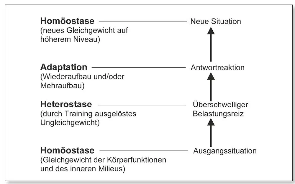 Abb 26Modell des Adaptationsprozesses mod nach Steinhöfer 2003 Kein - фото 25
