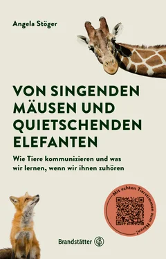 Angela Stöger Von singenden Mäusen und quietschenden Elefanten обложка книги