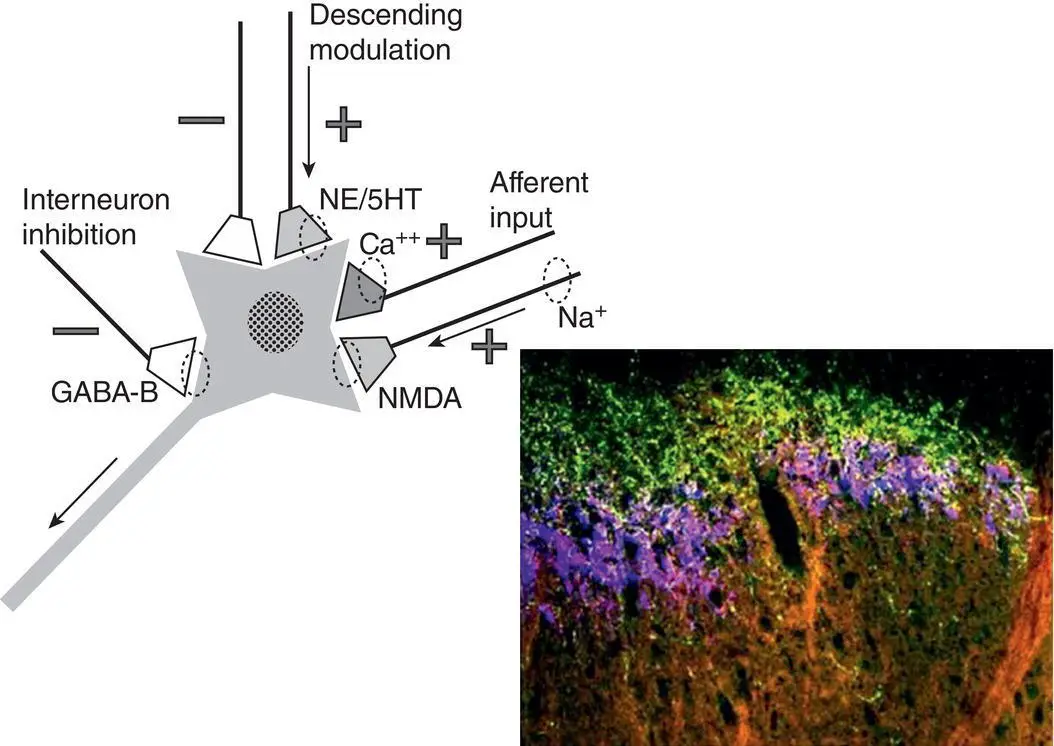 Figure 22 Transmission and modulation events in the spinal dorsal horn - фото 8