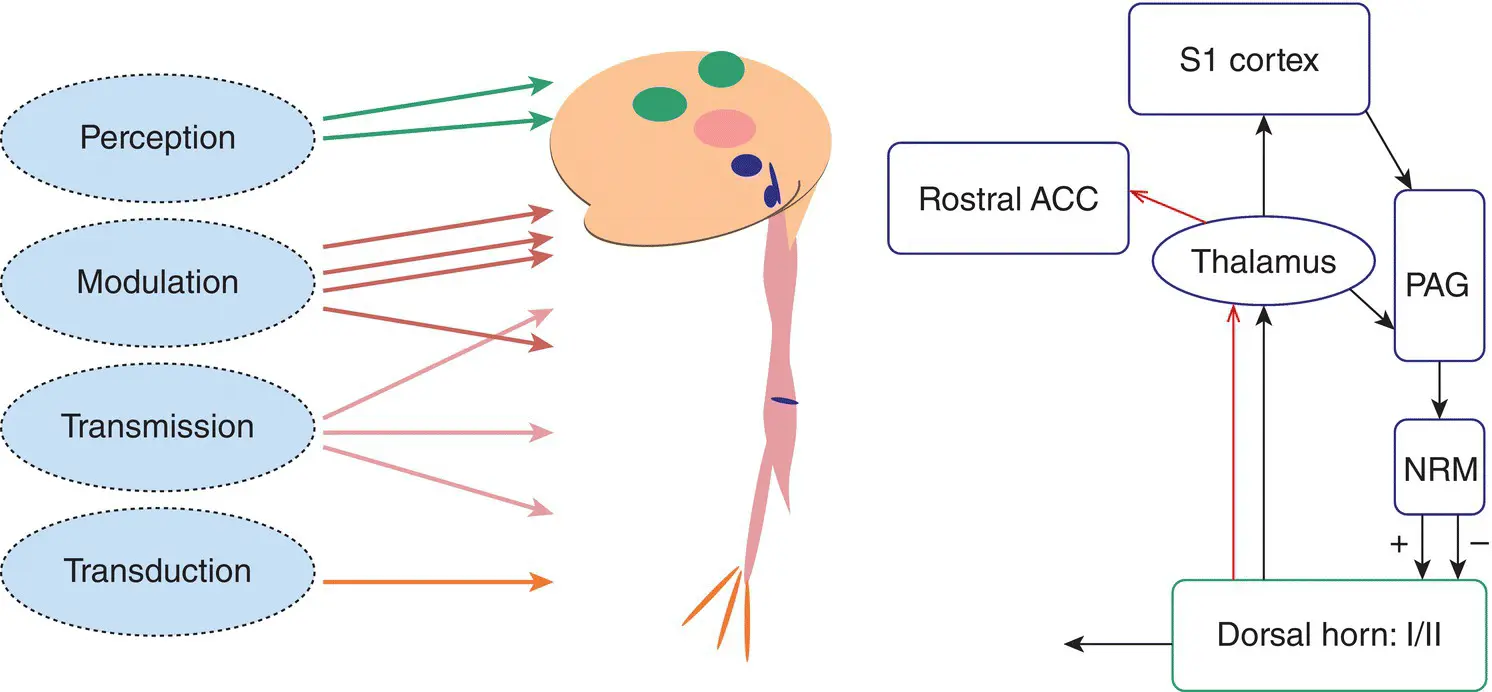 Figure 21 Simplified overview of nociceptive processing in the nervous system - фото 7
