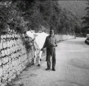 Anni 50 Giuseppe e la mucca Molte famiglie possedevano una o due mucche per - фото 6