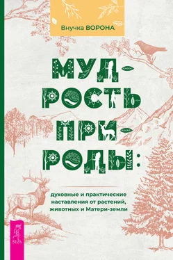 Внучка Ворона Мудрость природы: духовные и практические наставления от растений, животных и Матери-земли обложка книги