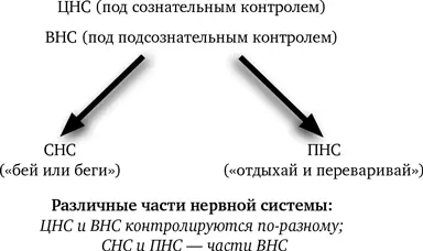 ЦНС управляется сознательным разумом то есть вы контролируете ее с помощью - фото 4