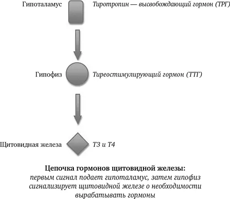 Для выработки оптимального уровня гормонов щитовидной железы необходим ряд - фото 12