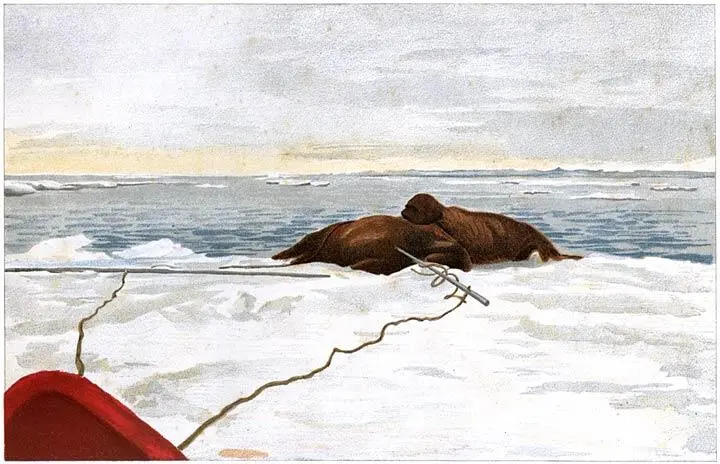Plate I Walruses Killed off the East Coast of the Taimyr Peninsula 12th - фото 32