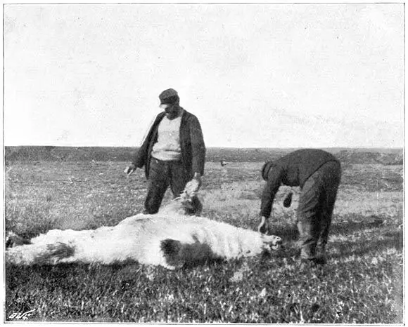 A dead bear on Reindeer Island August 21 1893 From a Photograph After - фото 23