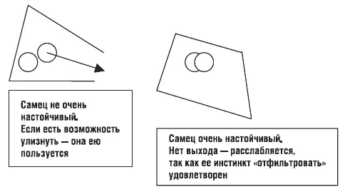2 Самец ухаживал за самкой от двух недель до десяти месяцев и теперь она - фото 5