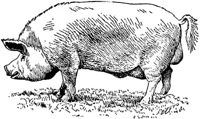 El cerdo doméstico en una interpretación de 1846 un tronco de árbol representa - фото 15