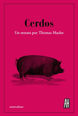 Thomas Macho Cerdos обложка книги