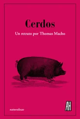 Thomas Macho - Cerdos