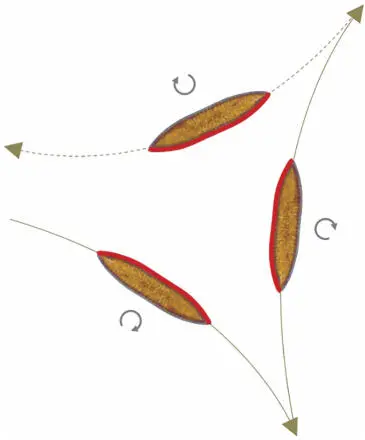 Figure 117 Trajectory of a Surirella biseriata The driving side changes at - фото 21