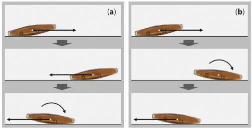 Figure 19 The left side a illustrates the sequence of steps for reversal of - фото 13