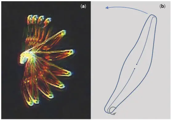 Figure 115 On the left a the superimposition of images of a Cymbella - фото 19
