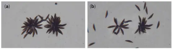 Figure 136 Colonies at the beginning of intensive light irradiation a and - фото 40