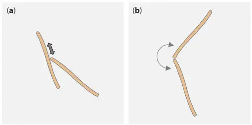 Figure 129 Frequently observed movement patterns movement along the raphe a - фото 33