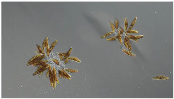 Figure 133 Two small colonies photographed with PlasDIC Figure 134 - фото 37
