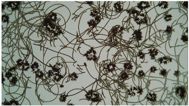 Figure 135 Movement activity of diatoms between colonies Figure 136 - фото 39