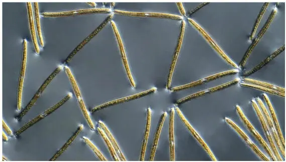 Figure 122 Nitzschia sigmoidea on the water surface viewed with PlasDIC - фото 26