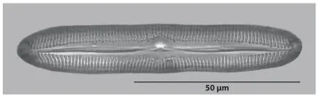 Figure 119 Pinnularia viridiformis with a length of approx 90 μm Figure - фото 23