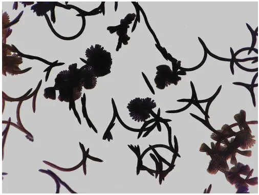 Figure 118 Paths of Surirella biseriata in a culture They were visualized by - фото 22