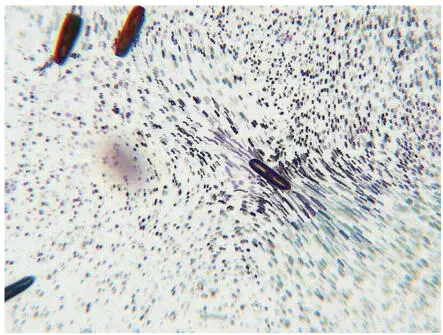 Figure 121 Superimposed frames of a video during the standstill of a diatom A - фото 25