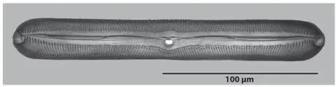 Figure 131 Pinnularia gentilis I am not convinced of this mechanism and - фото 35