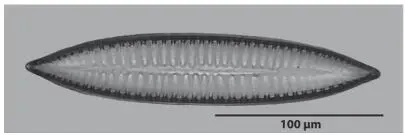 Figure 116 Surirella biseriata in valve view Figure 117 Trajectory of a - фото 20