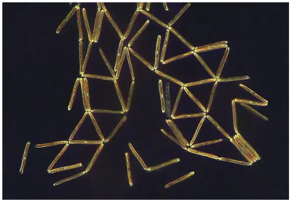 Figure 126 Very regular structure of a diatom cluster on the water surface - фото 30